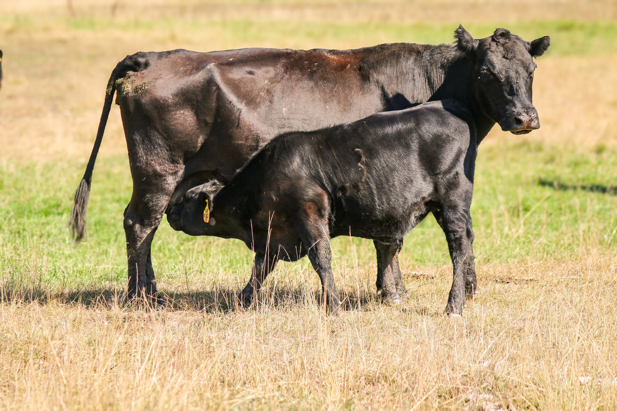 Black Angus calf standing beside its mother in spring pasture