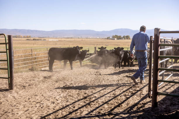 Bobby checking on the herd